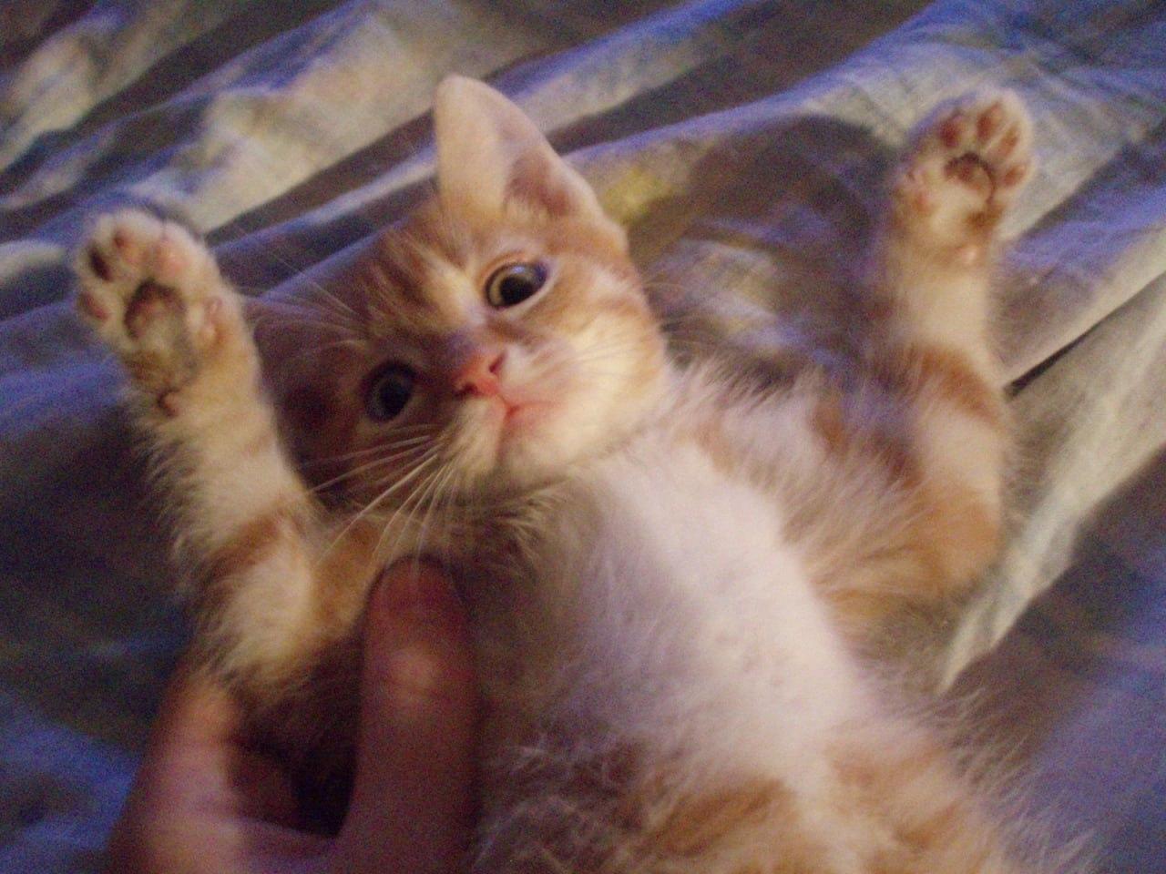 Фото В Новосибирске опубликованы кадры питомцев в День рыжего кота 2